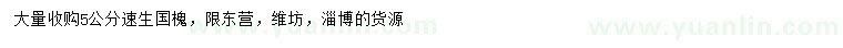 求購5公分速生國槐