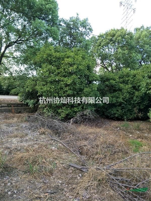 供應大規格月桂四季桂和8到15公分左右八月桂低價出售