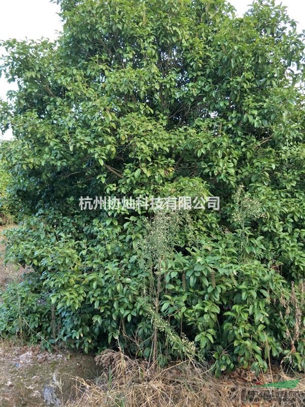 供應大規格月桂四季桂和8到15公分左右八月桂低價出售