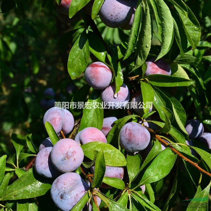 李子苗,嫁接李子苗,李子苗哪里有賣