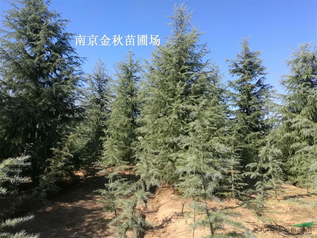 9公分11公分雪松多少錢一株