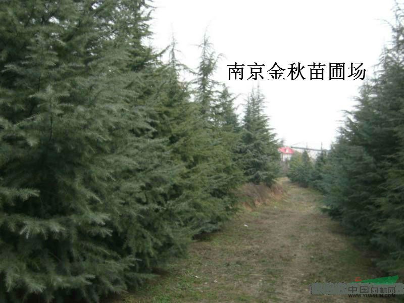 9公分11公分雪松多少錢一株