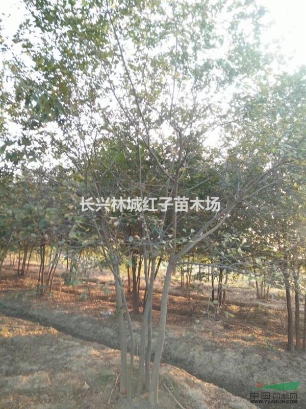 浙江供应红榉树，沙朴树丛生量大