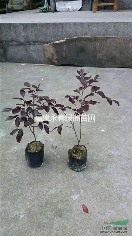 福建紅花繼木袋苗價格5毛，泉州紅花繼木球價格35元