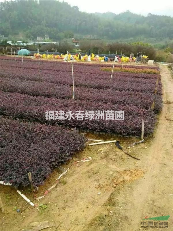 福建紅花繼木袋苗價格5毛，泉州紅花繼木球價格35元