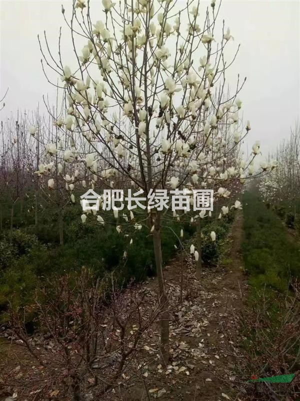 安徽合肥哪里白玉蘭多質(zhì)量好？肥西白玉蘭種植苗木基地價格圖片