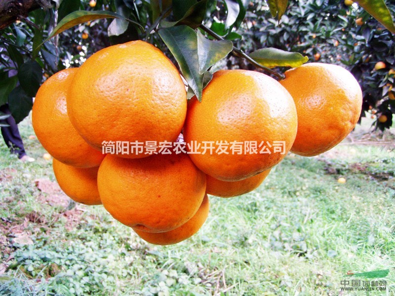 優(yōu)質(zhì)柑桔苗，柑桔苗的品種，耙耙柑苗批發(fā)基地