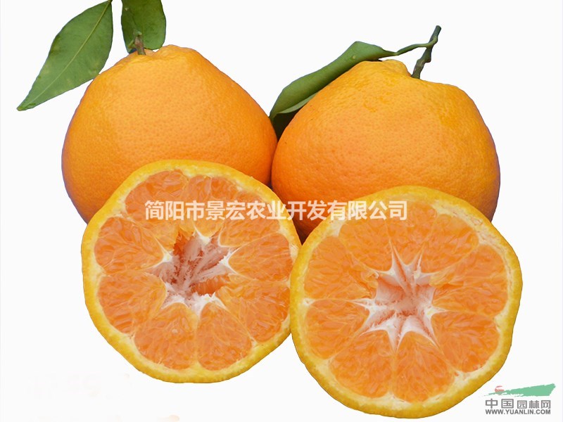 優(yōu)質(zhì)柑桔苗，柑桔苗的品種，耙耙柑苗批發(fā)基地