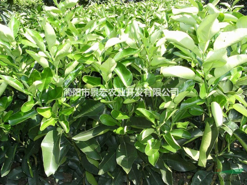 柚子苗的品種，紅心柚子苗價(jià)格，柚子苗批發(fā)基地