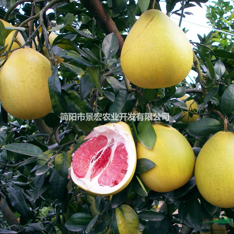 柚子苗的品種，紅心柚子苗價(jià)格，柚子苗批發(fā)基地