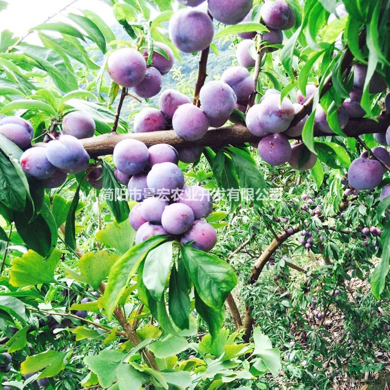 李子苗的品種，脆紅李子苗的價格，晚熟李子苗批發(fā)基地