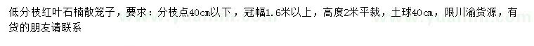 求購低分枝紅葉石楠散籠子
