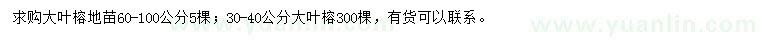 求購30-40、60-100公分大葉榕
