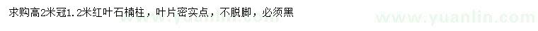 求購高2米紅葉石楠柱