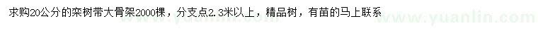 求購20公分欒樹