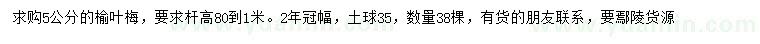 求購5公分榆葉梅
