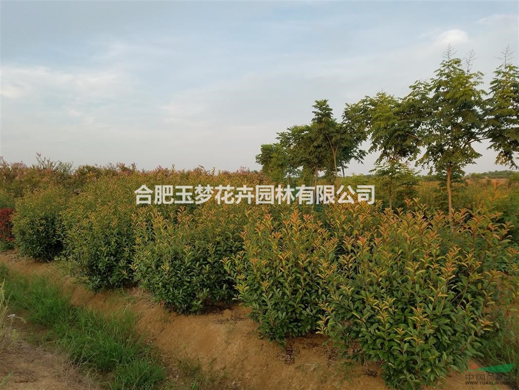安徽合肥长丰各种尺寸规格红叶石楠、石楠出售
