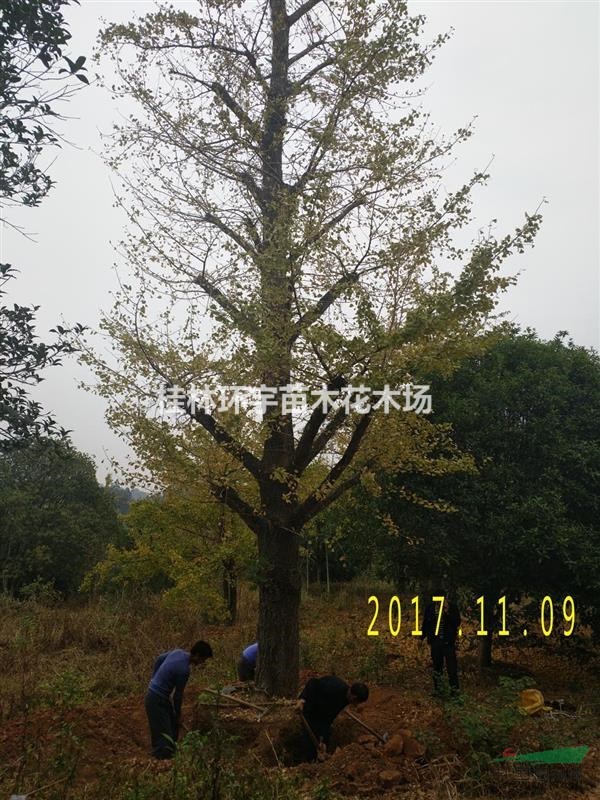 供應大銀杏５０公分直徑