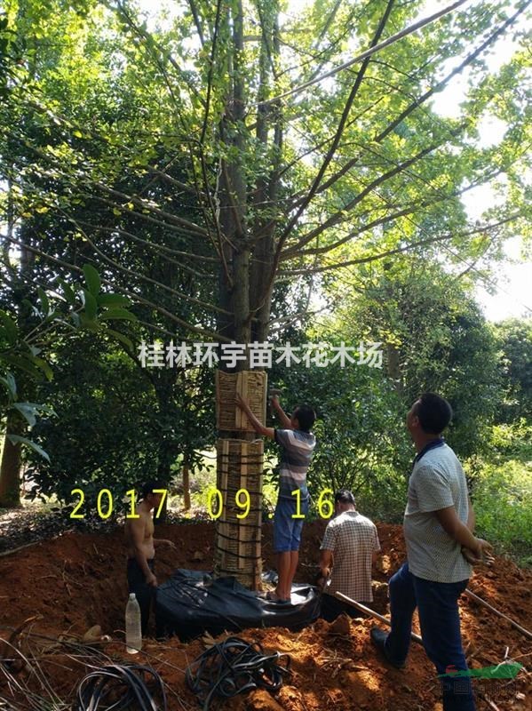 供應大銀杏５０公分直徑