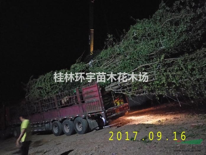 供應大銀杏５０公分直徑