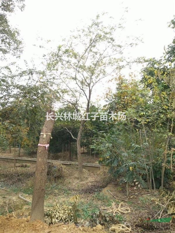 浙江泗安沙朴树10-30有货