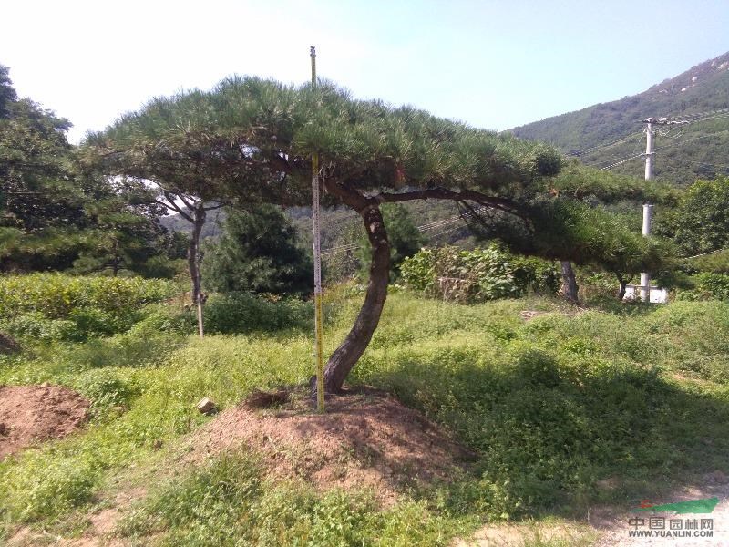 景觀松、造型松、造型油松、造型黑松、平頂松、油松、黑松