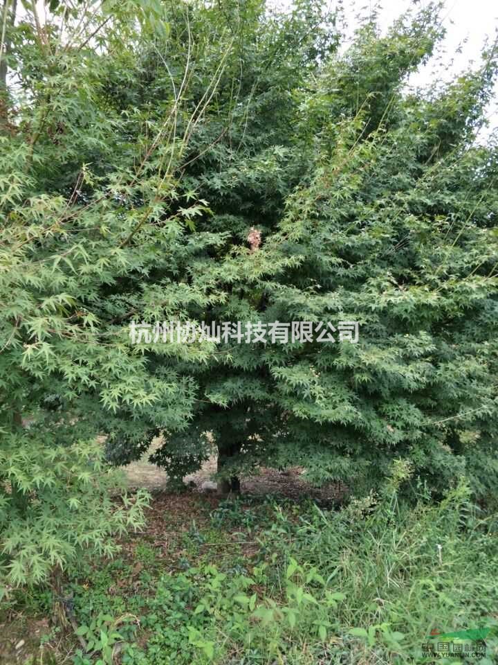 供有20公分以上雞爪槭和羅漢松羽毛楓紅梅10到25公分