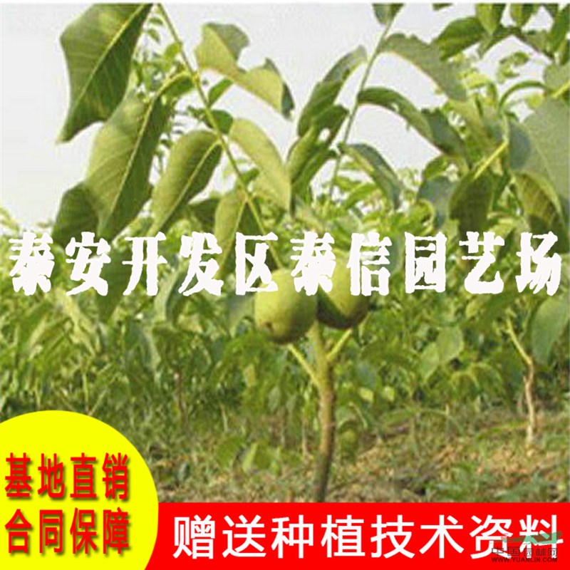 晉香核桃樹苗基地 晉香核桃樹苗價(jià)格