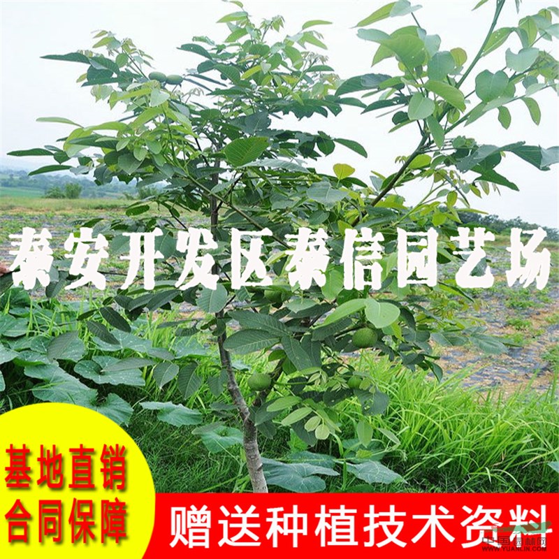 早實核桃樹苗價格 早實核桃樹苗基地