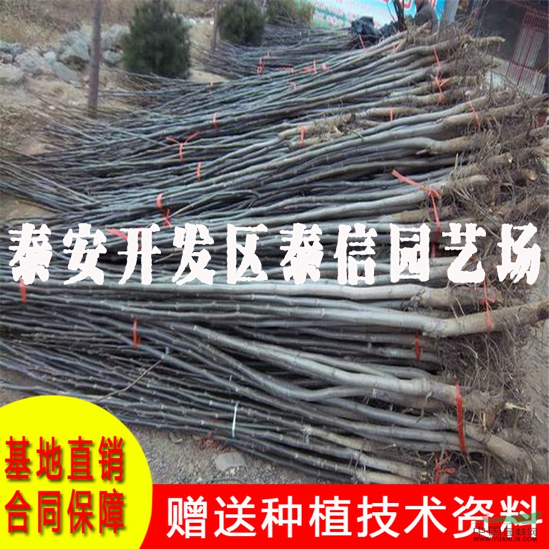 早實核桃樹苗價格 早實核桃樹苗基地