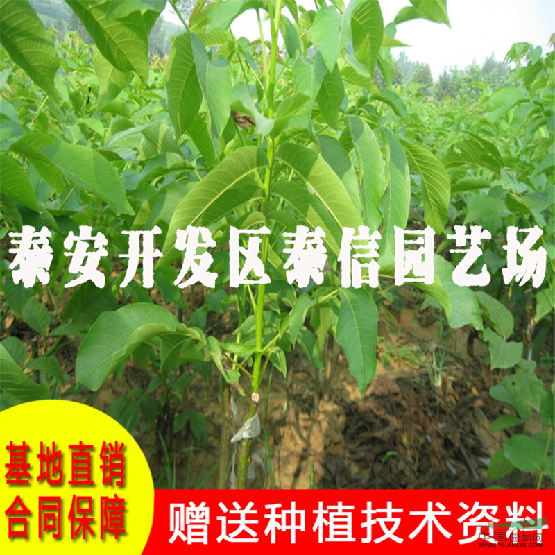 遼核5號(hào)核桃樹苗價(jià)格 遼核5號(hào)核桃樹苗基地