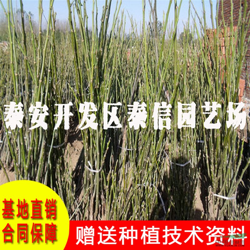 遼核5號(hào)核桃樹苗價(jià)格 遼核5號(hào)核桃樹苗基地