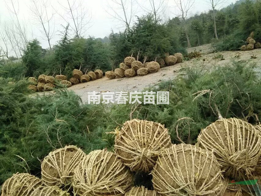雪松貨源地在那 哪里有雪松賣 南京6米雪松價格