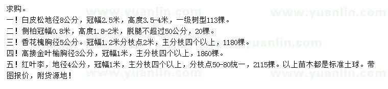 求購白皮松、側(cè)柏、香花槐等