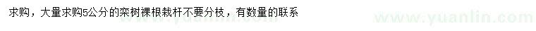 求購5公分欒樹