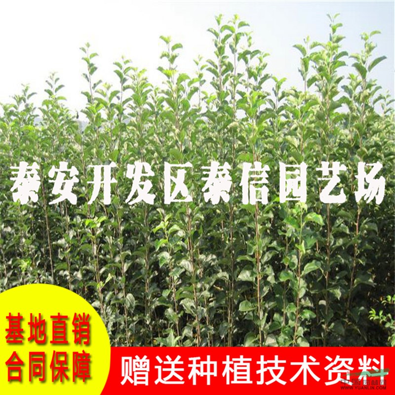 煙富3號蘋果苗價格 煙富3號蘋果苗基地