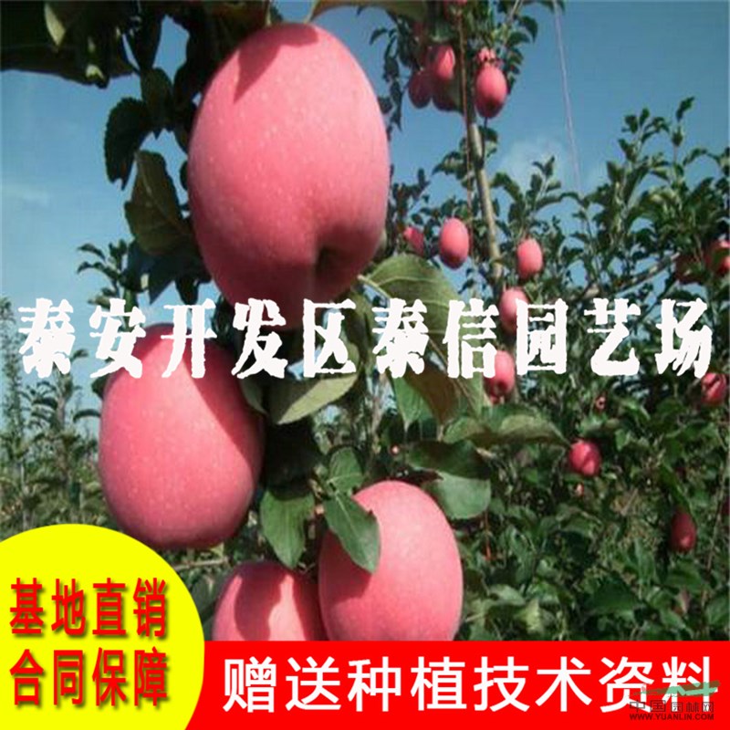 煙富3號蘋果苗價格 煙富3號蘋果苗基地