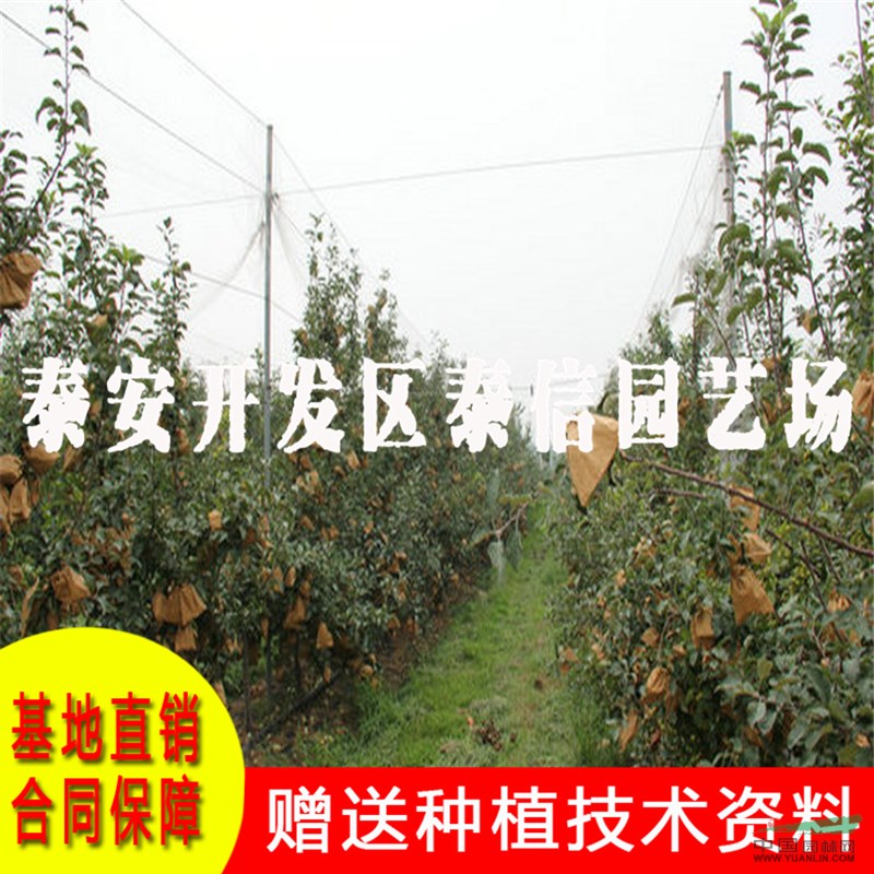 紅嘎啦蘋(píng)果苗價(jià)格 紅嘎啦蘋(píng)果苗基地