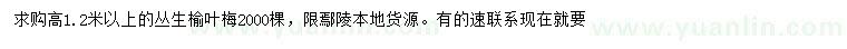 求購高1.2米以上叢生榆葉梅