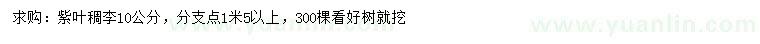 求購10公分紫葉稠李
