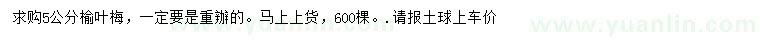 求購5公分榆葉梅