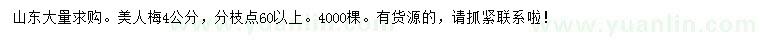 求購4公分美人梅