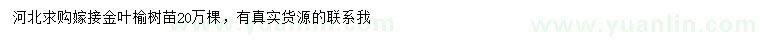 求購嫁接金葉榆樹苗