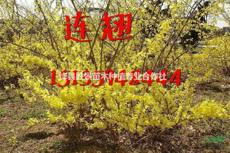供應連翹苗·叢生連翹苗·荒山造林連翹苗
