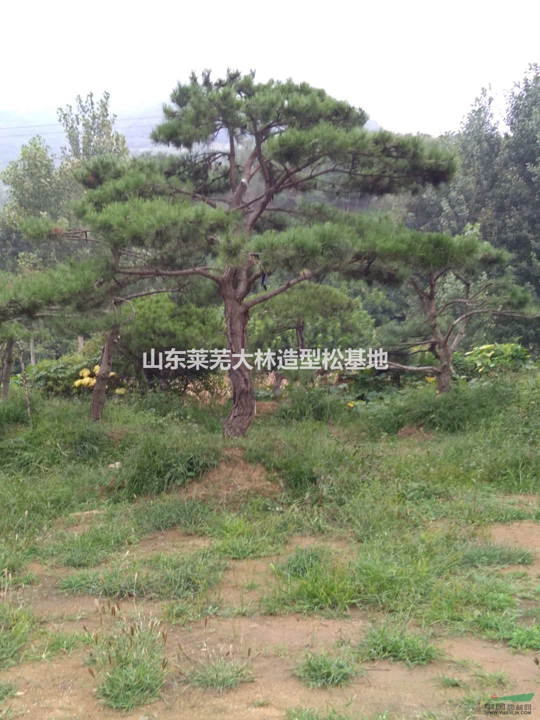 造型油松，造型黑松，造型松