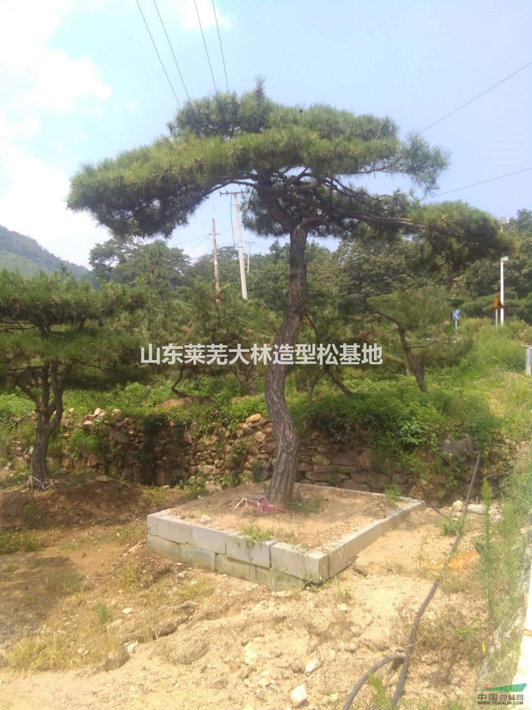 造型油松，造型黑松，造型松