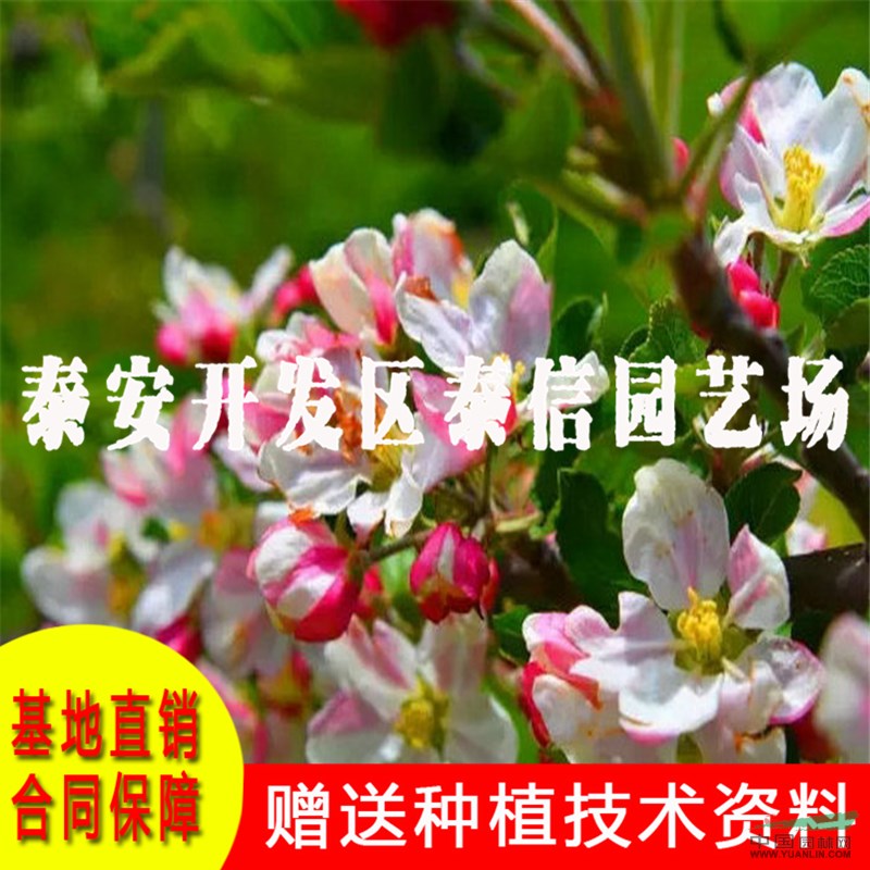 五代紅星蘋果苗批發(fā) 五代紅星蘋果苗基地
