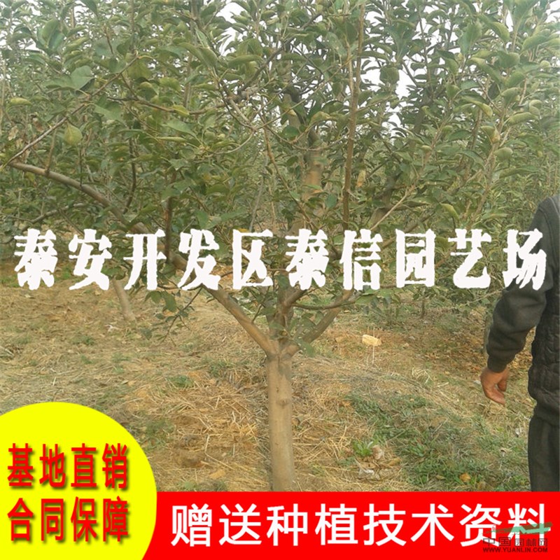 五代紅星蘋果苗批發(fā) 五代紅星蘋果苗基地