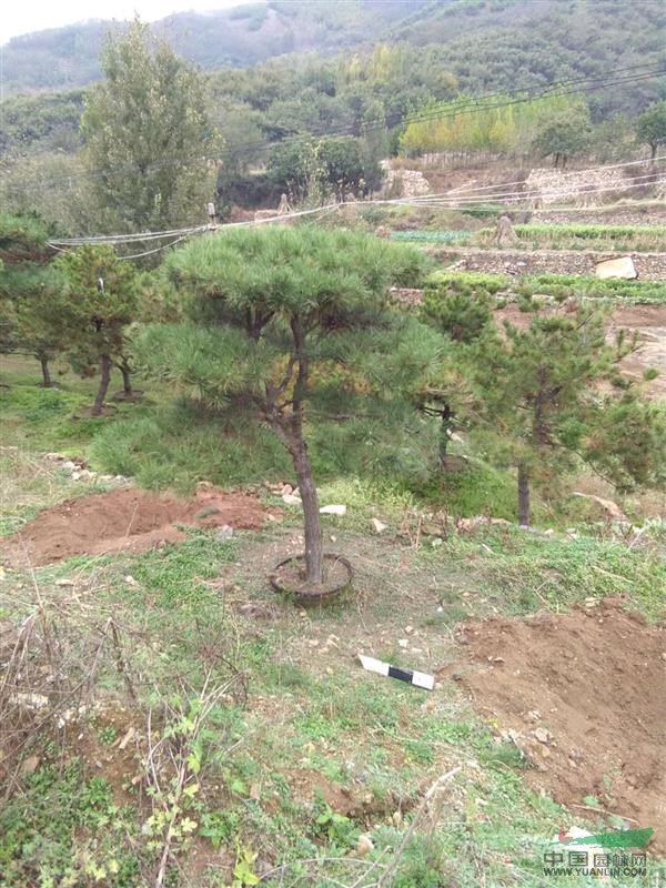 山東造型松、景觀松、油松、黑松、樟子松、白皮松、泰山松