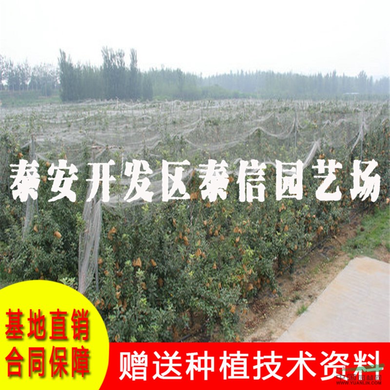 123蘋果苗基地 123蘋果苗價(jià)格